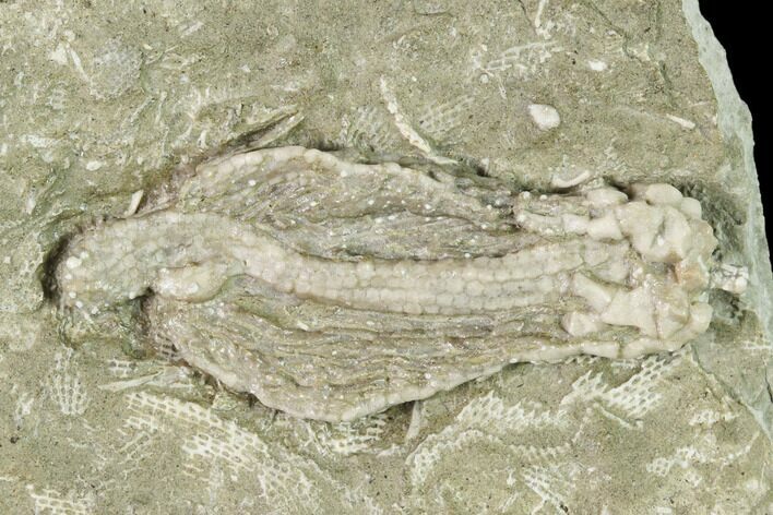 Fossil Crinoid (Abrotocrinus?) - Missouri #148979